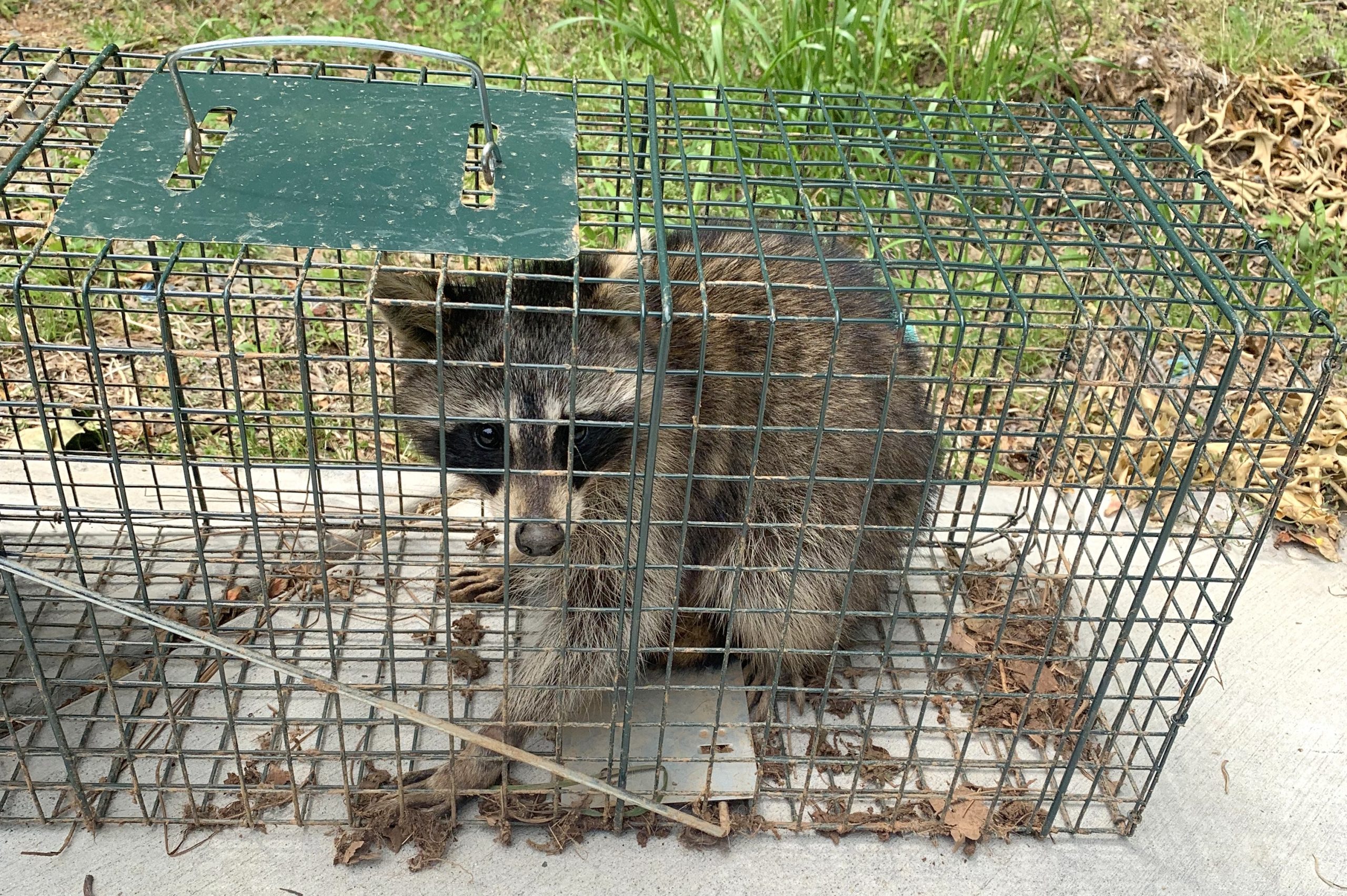 raccoon removal