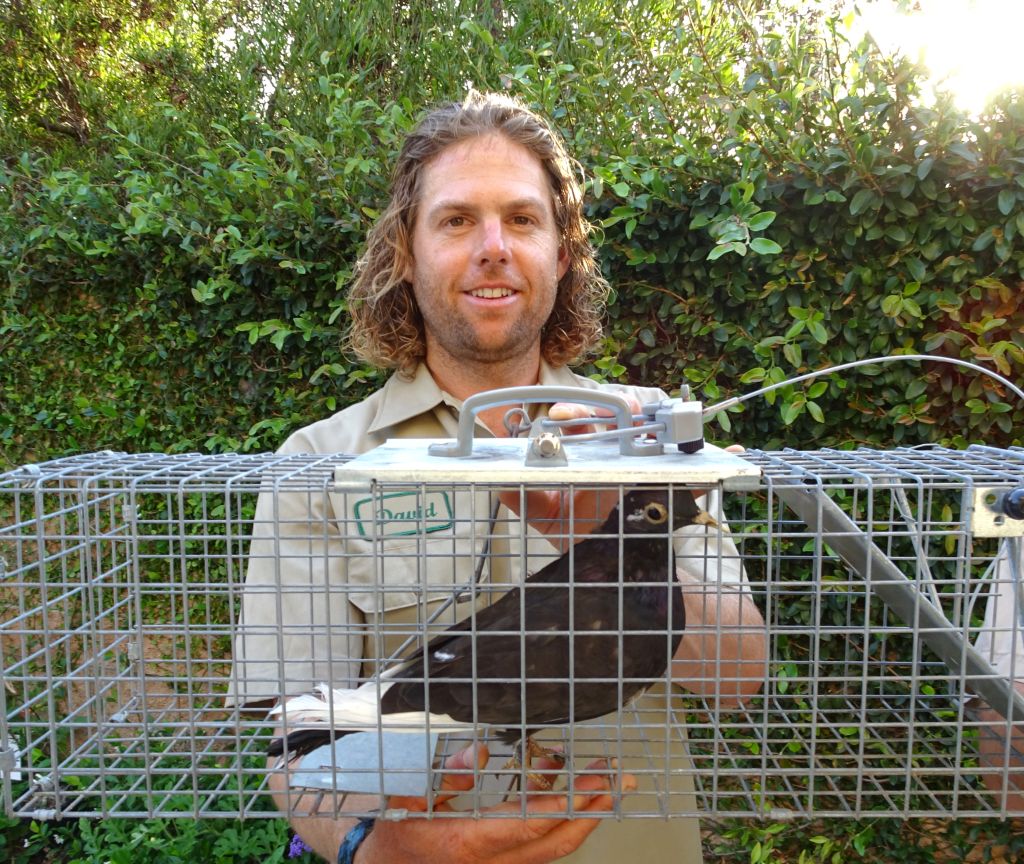 When Is Bird Nest Removal OK?  Wildlife Control and Exclusion